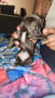 Millie, a female Chihuahua for sale in Oak Creek, WI – 2 of 2