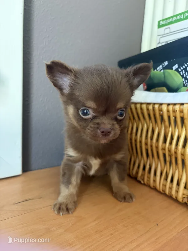 Ham bone – Chihuahua puppy for sale in Oak Creek, WI