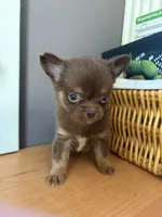Ham bone, a male Chihuahua for sale in Oak Creek, WI – 1 of 4