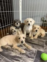 Snickers, a male Miniature Schnauzer and Schnoodle for sale in Oak Creek, WI – 5 of 5
