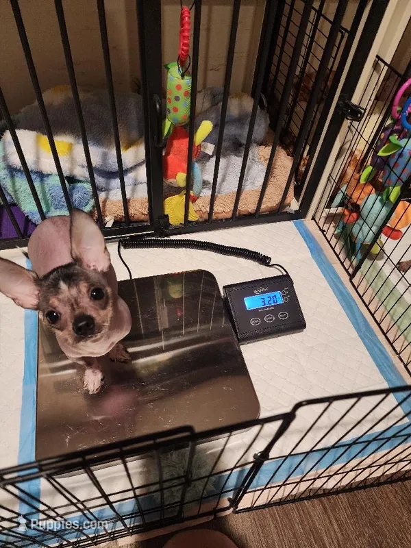 Fluffy – Chihuahua, Chinese Crested puppy for sale in Oak Creek, WI
