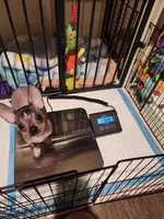 Fluffy, a female Chihuahua and Chinese Crested for sale in Oak Creek, WI – 1 of 2
