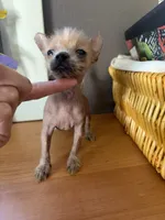 Pony , a male Chihuahua for sale in Oak Creek, WI – 6 of 6