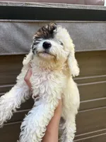 Cheese, a female Poodle - Miniature  for sale in Oak Creek, WI – 2 of 2