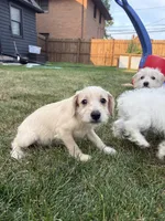 Snickers, a male Miniature Schnauzer and Schnoodle for sale in Oak Creek, WI – 3 of 5