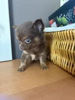 Ham bone, a male Chihuahua for sale in Oak Creek, WI – 4 of 4