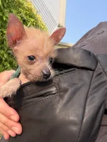 Pony , a male Chihuahua for sale in Oak Creek, WI – 2 of 6
