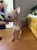 Pony , a male Chihuahua for sale in Oak Creek, WI – 5 of 6