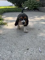 Cheeseburger, a male Basset Hound for sale in Oak Creek, WI – 2 of 3