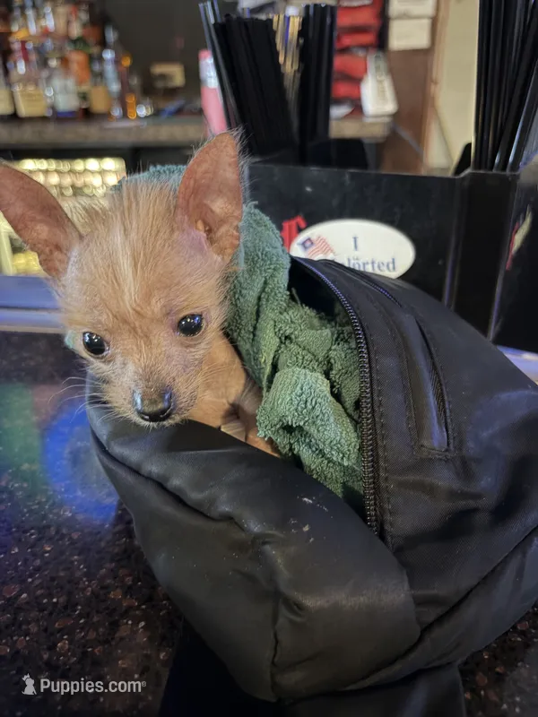 Pony  – Chihuahua puppy for sale in Oak Creek, WI
