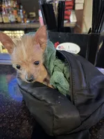 Pony , a male Chihuahua for sale in Oak Creek, WI – 1 of 6