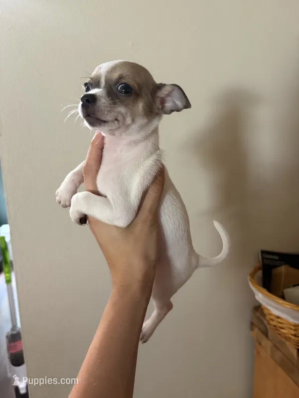 Nala – Chihuahua puppy for sale in Oak Creek, WI