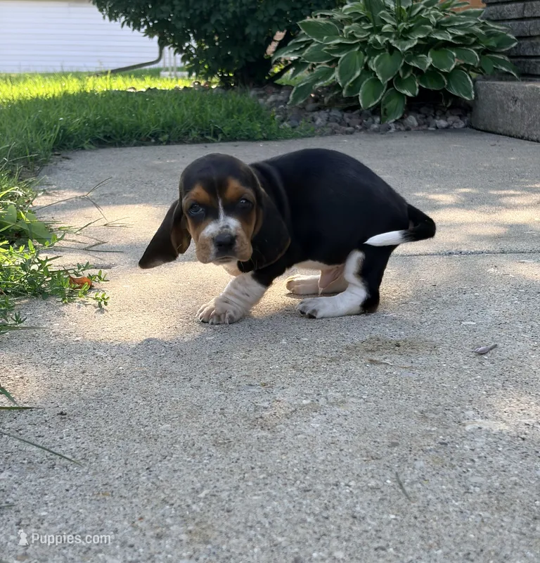 Cheeseburger – Basset Hound puppy for sale in Oak Creek, WI
