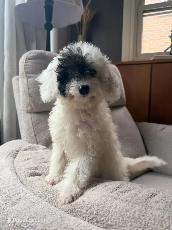 Cheese – Poodle - Miniature  puppy for sale in Oak Creek, WI