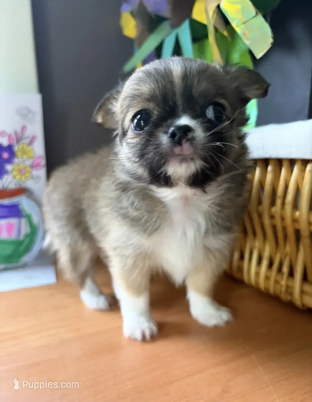 Carl – Chihuahua puppy for sale in Oak Creek, WI