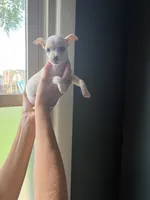 Ronnie, a male Chihuahua for sale in Oak Creek, WI – 2 of 2