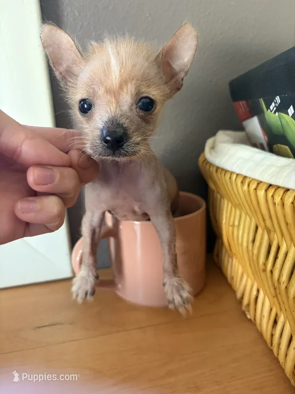 Pony – Chihuahua, Chinese Crested puppy for sale in Oak Creek, WI