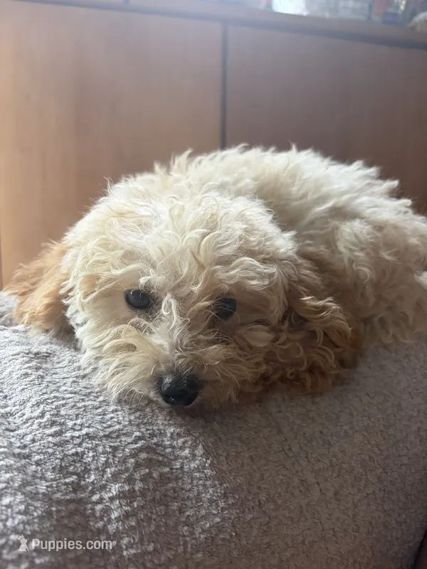 Ketchup – Poodle - Miniature  puppy for sale in Oak Creek, WI