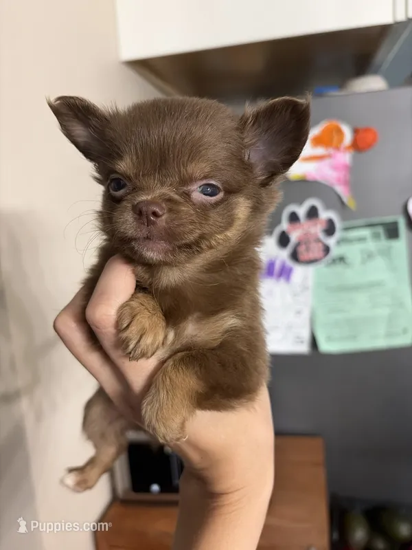 Millie – Chihuahua puppy for sale in Oak Creek, WI