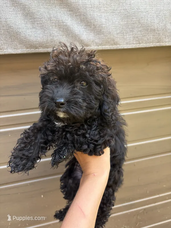 Sesame  – Poodle - Miniature  puppy for sale in Oak Creek, WI