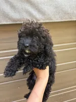 Sesame , a male Poodle - Miniature  for sale in Oak Creek, WI – 1 of 3