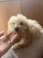 Ketchup, a female Poodle - Miniature  for sale in Oak Creek, WI – 2 of 2