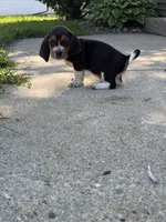Cheeseburger, a male Basset Hound for sale in Oak Creek, WI – 3 of 3
