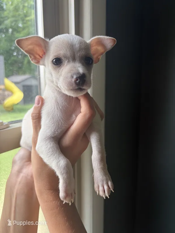 Ronnie – Chihuahua puppy for sale in Oak Creek, WI