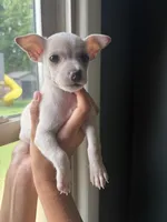Ronnie, a male Chihuahua for sale in Oak Creek, WI – 1 of 2