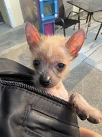 Pony , a male Chihuahua for sale in Oak Creek, WI – 3 of 6
