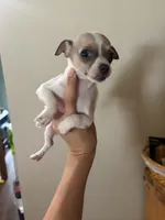 Nala, a female Chihuahua for sale in Oak Creek, WI – 3 of 3