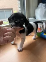 Cow, a male Miniature Schnauzer and Chihuahua for sale in Oak Creek, WI – 3 of 3