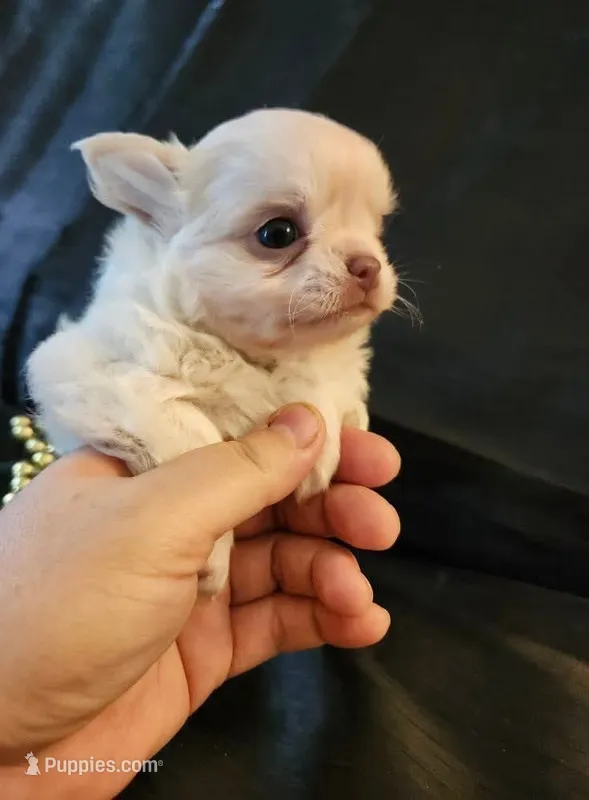 Riley – Chihuahua puppy for sale in Oak Creek, WI