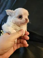 Riley, a female Chihuahua for sale in Oak Creek, WI – 1 of 1