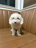Mayo, a male Poodle - Miniature  for sale in Oak Creek, WI – 2 of 3