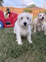 Snickers, a male Miniature Schnauzer and Schnoodle for sale in Oak Creek, WI – 4 of 5