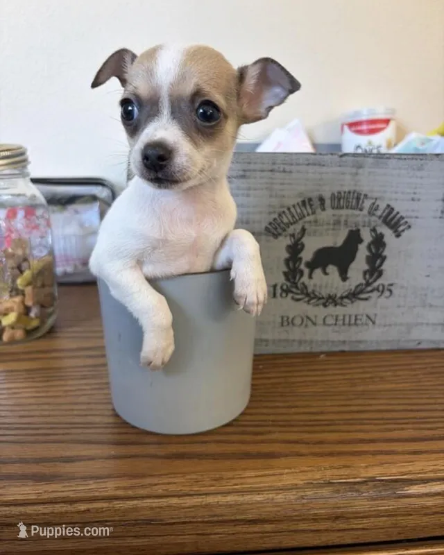 Lola – Chihuahua puppy for sale in Oak Creek, WI