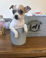 Lola, a female Chihuahua for sale in Oak Creek, WI – 1 of 2
