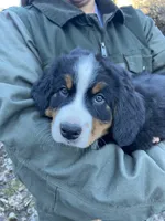 Bench, a male Bernese Mountain Dog for sale in Ardenvoir, WA – Photo 3 of 5