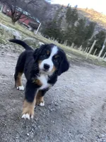 Bench, a male Bernese Mountain Dog for sale in Ardenvoir, WA – Photo 2 of 5