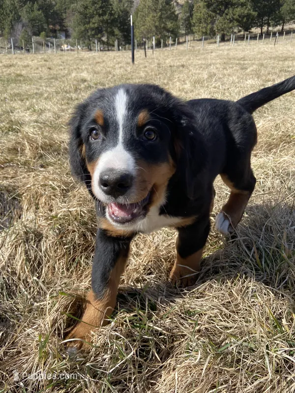 Bench – Bernese Mountain Dog puppy for sale in Ardenvoir, WA