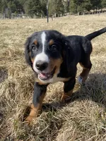 Bench, a male Bernese Mountain Dog for sale in Ardenvoir, WA – Photo 1 of 5