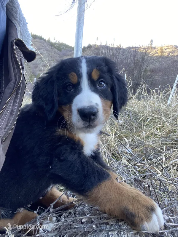 Salmon – Bernese Mountain Dog puppy for sale in Ardenvoir, WA