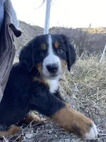 Salmon, a female Bernese Mountain Dog for sale in Ardenvoir, WA – Photo 1 of 6