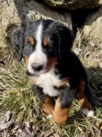Salmon, a female Bernese Mountain Dog for sale in Ardenvoir, WA – Photo 2 of 6