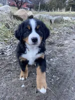 Salmon, a female Bernese Mountain Dog for sale in Ardenvoir, WA – Photo 3 of 6