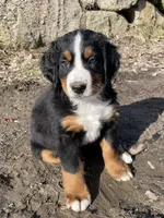 Salmon, a female Bernese Mountain Dog for sale in Ardenvoir, WA – Photo 6 of 6