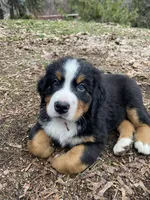 Salmon, a female Bernese Mountain Dog for sale in Ardenvoir, WA – Photo 4 of 6