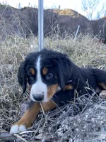 Camo, a male Bernese Mountain Dog for sale in Ardenvoir, WA – Photo 4 of 7