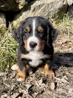 Camo, a male Bernese Mountain Dog for sale in Ardenvoir, WA – Photo 5 of 7